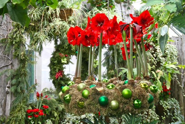 Allan_Gardens_during_Christmas_Flower_Show_2015_toronofunplaces.com_10