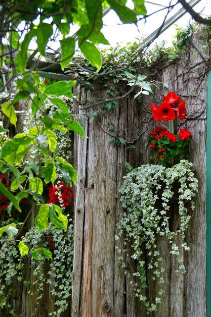 Allan_Gardens_during_Christmas_Flower_Show_2015_toronofunplaces.com_12