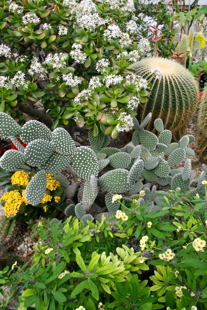 Allan_Gardens_during_Christmas_Flower_Show_2015_toronofunplaces.com_27