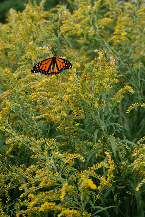 Monarch & Migrants Weekend at Presqu'ile